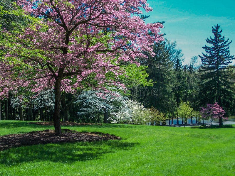 Paesaggio della primavera - alberi di corniolo di fioritura