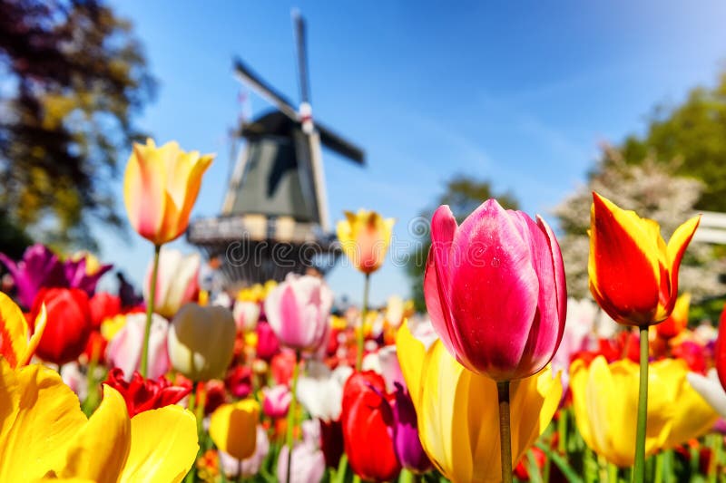 Paesaggio della primavera con i tulipani multicolori immagine stock Paesaggio della primavera con i tulipani multicolori immagine stock