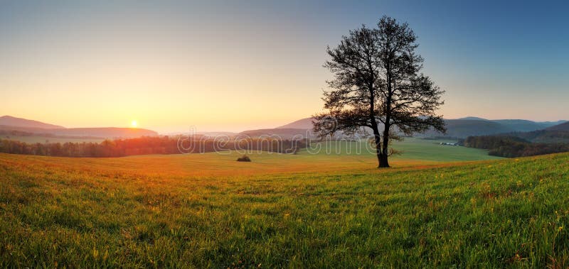 Paesaggio della primavera con l'albero ed il sole fotografia stock Paesaggio della primavera con l'albero ed il sole fotografia stock