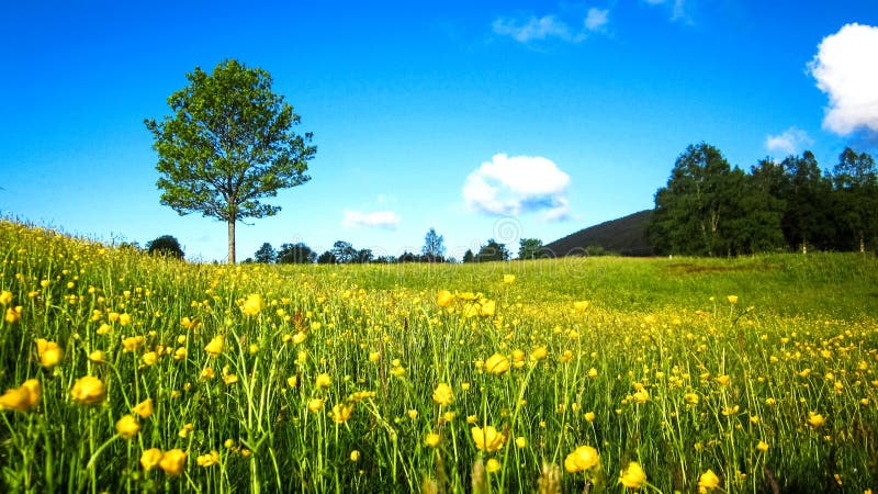 Paesaggio della primavera della natura con un campo dei ranuncoli gialli selvatici, di un albero solo e delle nuvole bianche spar immagine stock libera da diritti