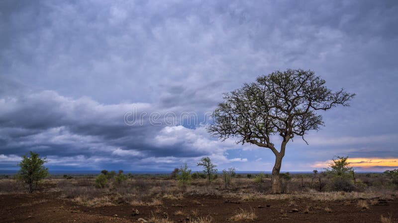 Paesaggio della savana nel parco nazionale di Kruger, Sudafrica immagine stock libera da diritti Paesaggio della savana nel parco nazionale di Kruger, Sudafrica immagine stock libera da diritti