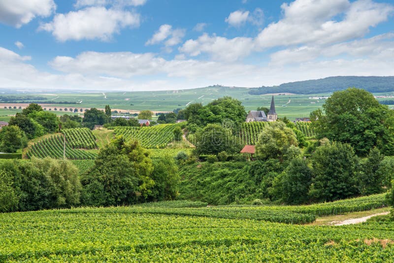 Paesaggio della vigna, Montagne de Reims, Francia