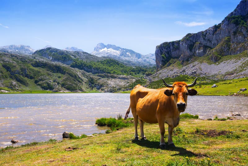 Paesaggio delle montagne con il lago e la mucca fotografie stock libere da diritti Paesaggio delle montagne con il lago e la mucca fotografie stock libere da diritti