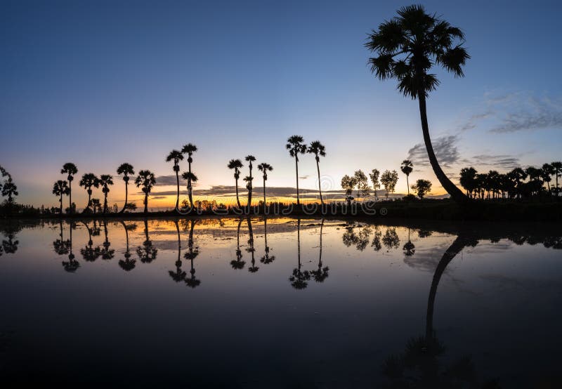 Paesaggio di alba con gli alberi della palma da zucchero sulla risaia nella mattina Delta del Mekong, documento di Chau, An Giang immagine stock libera da diritti Paesaggio di alba con gli alberi della palma da zucchero sulla risaia nella mattina Delta del Mekong, documento di Chau, An Giang immagine stock libera da diritti