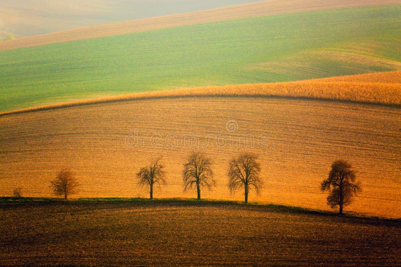 Paesaggio di Autumn South Moravian con cinque alberi e le colline d'ondeggiamento di rotolamento Campi ondulati in repubblica Cec fotografia stock Paesaggio di Autumn South Moravian con cinque alberi e le colline d'ondeggiamento di rotolamento Campi ondulati in repubblica Cec fotografia stock