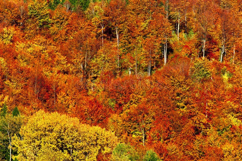 Paesaggio di autunno fotografia stock libera da diritti Paesaggio di autunno fotografia stock libera da diritti
