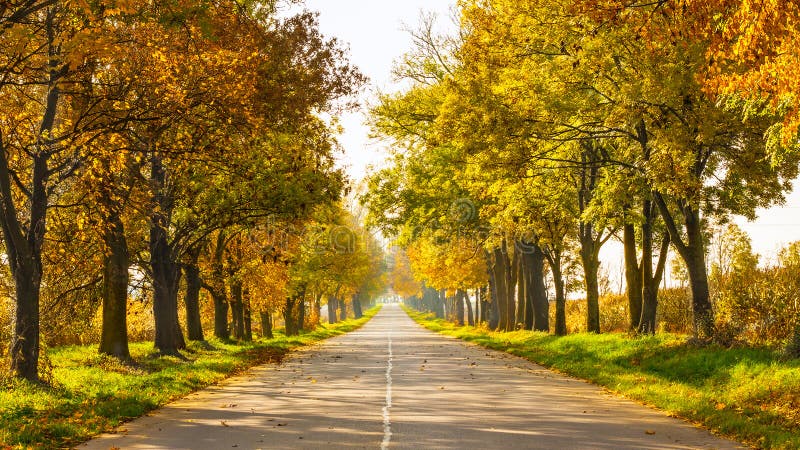 Paesaggio di autunno con gli alberi dell'oro e della strada avanti fotografie stock