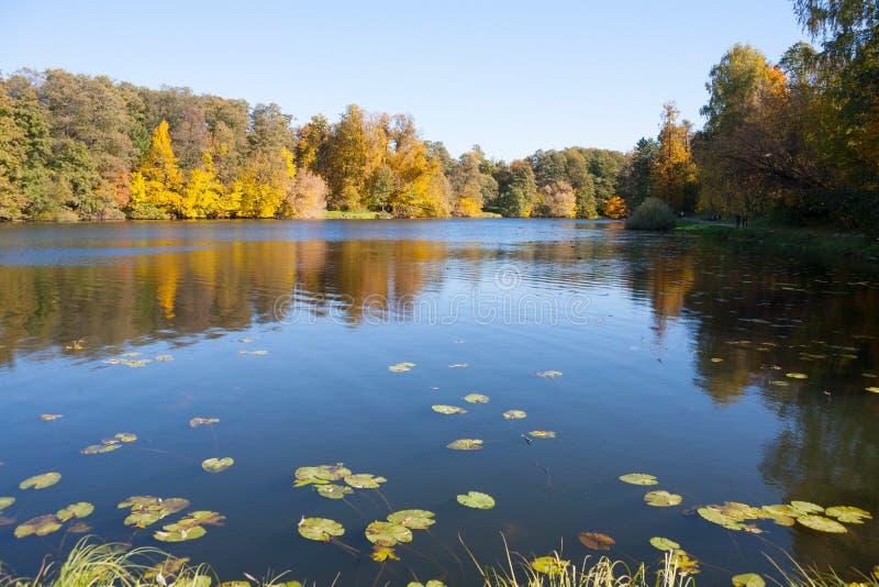 Paesaggio di autunno con gli alberi, lo stagno e le piante acquatiche gialli 11 10 fotografia stock Paesaggio di autunno con gli alberi, lo stagno e le piante acquatiche gialli 11 10 fotografia stock