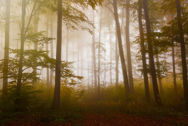Paesaggio di autunno con la foresta nebbiosa misteriosa di favola fotografie stock Paesaggio di autunno con la foresta nebbiosa misteriosa di favola fotografie stock