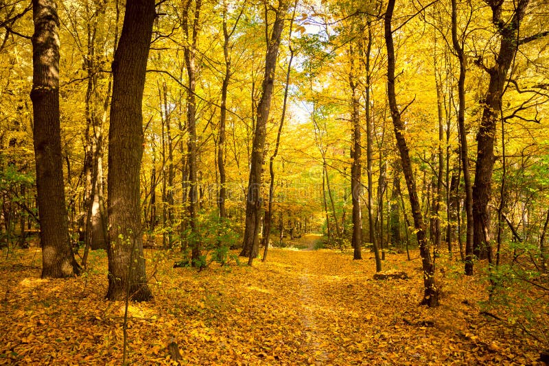 Paesaggio di autunno dell'oro con il sentiero per pedoni - bei alberi, mare di caduta fotografia stock Paesaggio di autunno dell'oro con il sentiero per pedoni - bei alberi, mare di caduta fotografia stock