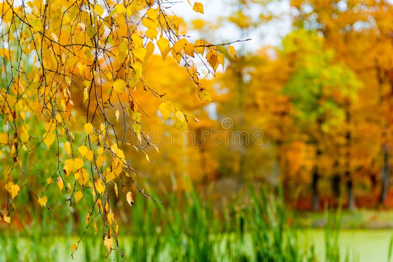 Paesaggio di autunno della betulla e di uno stagno fotografia stock libera da diritti Paesaggio di autunno della betulla e di uno stagno fotografia stock libera da diritti