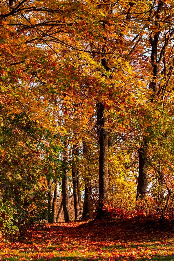 Il paesaggio di autunno, via nel vicolo con gli alberi a sinistra, un percorso sparso con giallo caduto va sugli alberi, il giallo, il rosso, il fogliame marrone, ottobre, il sole, natura, naturale,