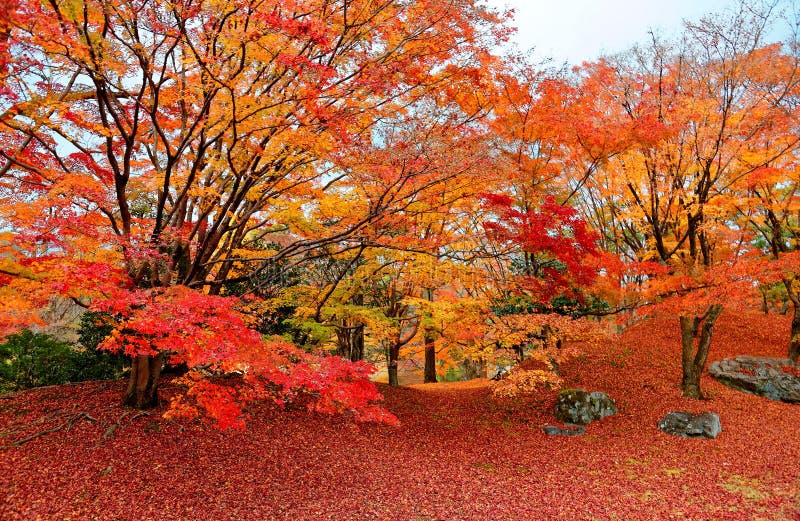 Fall scenery of fiery maple trees in a Japanese garden in Sento Imperial Palace Royal Park in Kyoto, Japan, with amazing brilliant autumn foliage and fallen leaves covering the ground on a hill. Fall scenery of fiery maple trees in a Japanese garden in Sento Imperial Palace Royal Park in Kyoto, Japan, with amazing brilliant autumn foliage and fallen leaves covering the ground on a hill