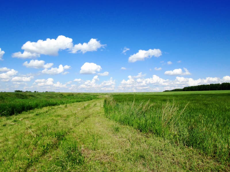Paesaggio di estate con erba verde, la strada e le nubi fotografia stock libera da diritti Paesaggio di estate con erba verde, la strada e le nubi fotografia stock libera da diritti