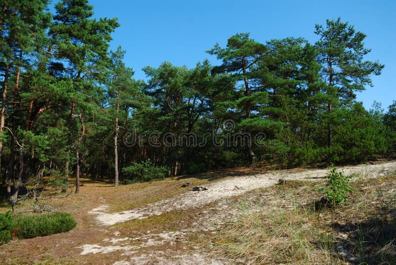 Paesaggio di estate con gli alberi immagini stock Paesaggio di estate con gli alberi immagini stock