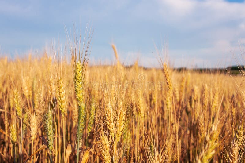 Paesaggio di estate con il giacimento ed il cielo di grano fotografia stock libera da diritti Paesaggio di estate con il giacimento ed il cielo di grano fotografia stock libera da diritti