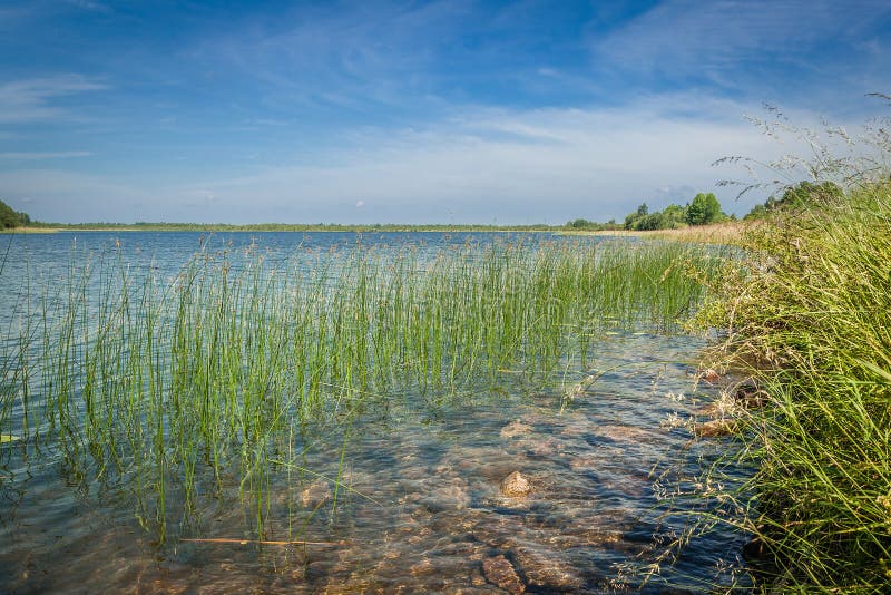 Paesaggio di ESTATE costa invasa dell'erba del lago acqua bassa con le rocce sul fondo e sull'erba fotografia stock libera da diritti Paesaggio di ESTATE costa invasa dell'erba del lago acqua bassa con le rocce sul fondo e sull'erba fotografia stock libera da diritti