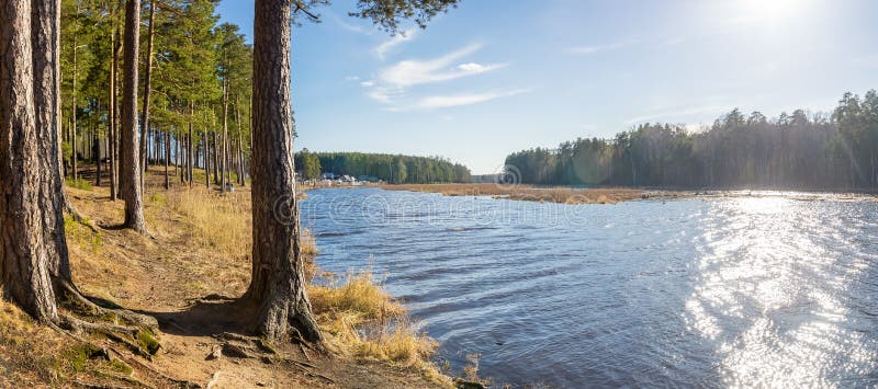 Paesaggio di estate sulla sponda del fiume con l'abetaia, Russia, Ural