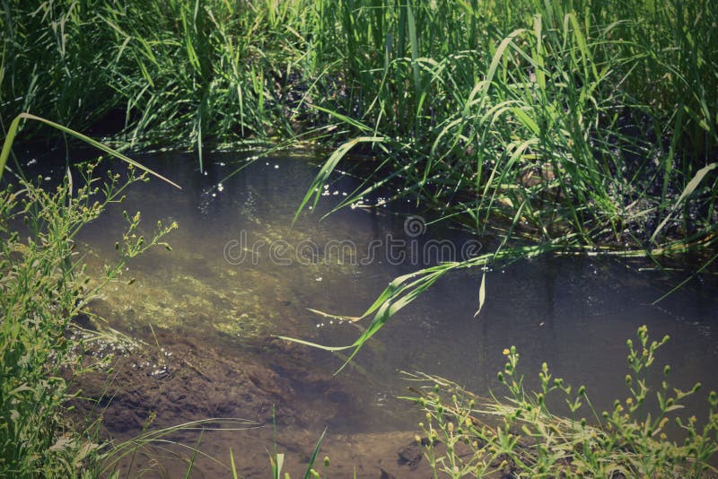 Download Paesaggio Di Estate Di Una Foresta Fotografia Stock - Immagine di bello, foresta: 117979968