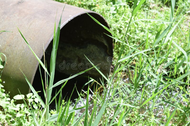 Download Paesaggio Di Estate Di Una Foresta Immagine Stock - Immagine di ambiente, nave: 117980219