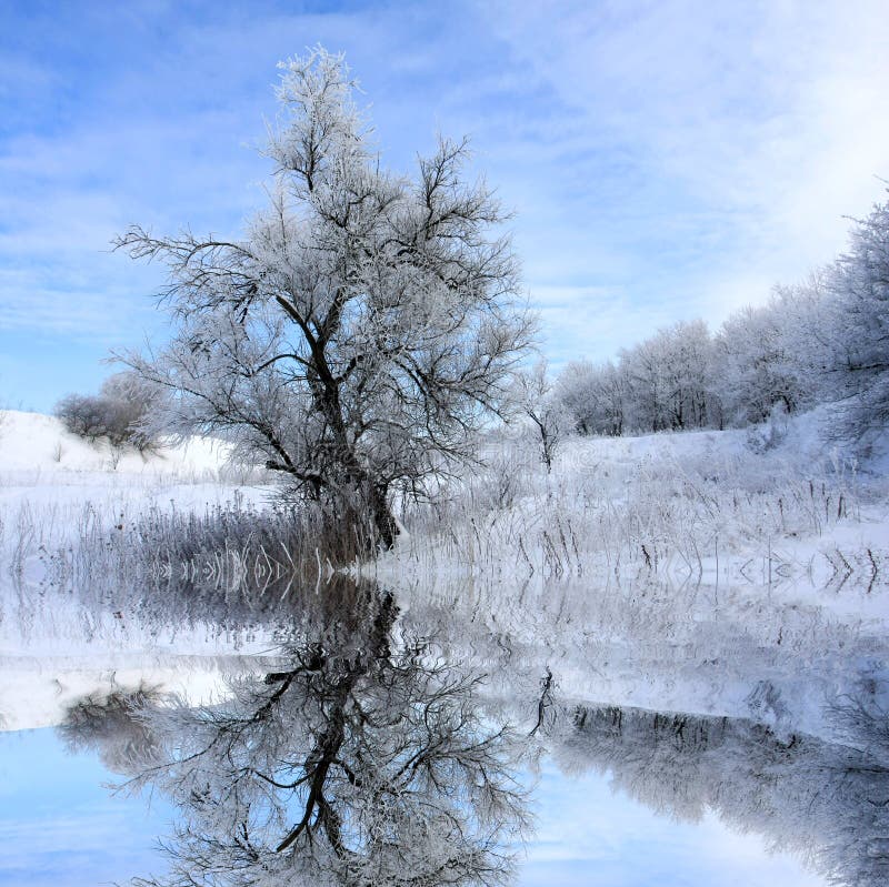 Paesaggio di inverno con l'albero immagine stock libera da diritti Paesaggio di inverno con l'albero immagine stock libera da diritti