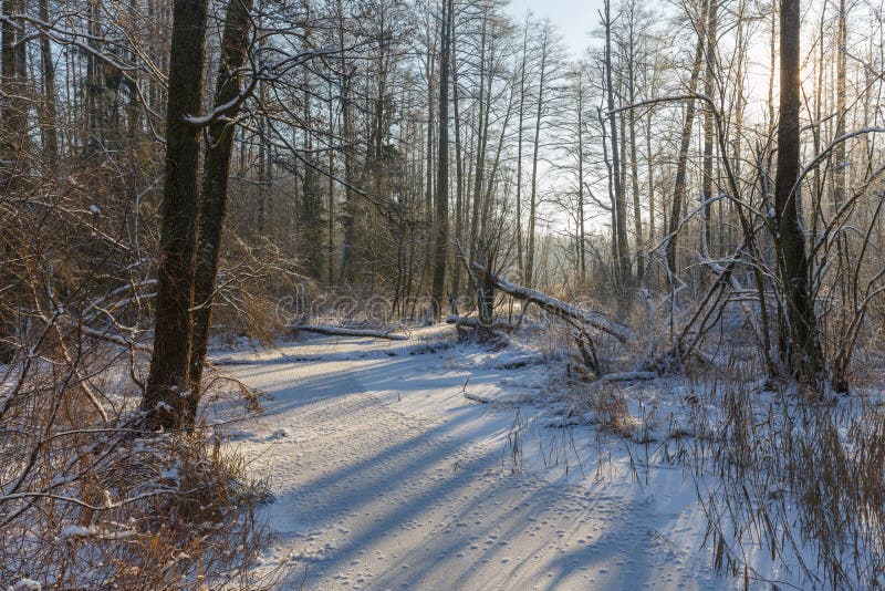 Paesaggio di inverno del fiume congelato di Lesna al giorno soleggiato fotografie stock Paesaggio di inverno del fiume congelato di Lesna al giorno soleggiato fotografie stock
