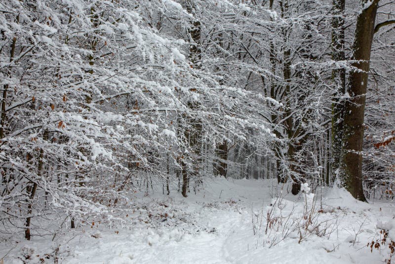 Paesaggio di inverno della foresta naturale con gli alberi del carpino e della betulla immagini stock Paesaggio di inverno della foresta naturale con gli alberi del carpino e della betulla immagini stock
