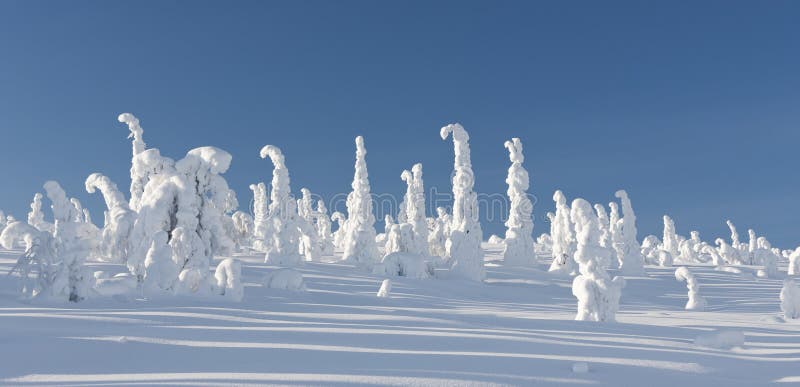 Paesaggio di inverno dello Snowy con gli alberi nevosi fotografia stock libera da diritti Paesaggio di inverno dello Snowy con gli alberi nevosi fotografia stock libera da diritti