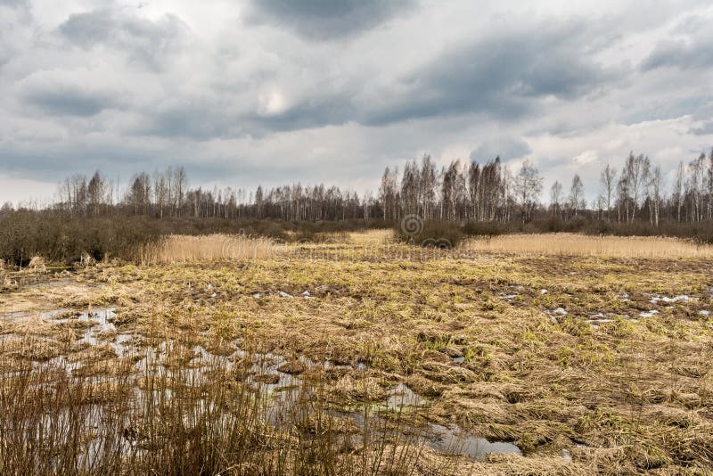 Paesaggio di regione paludosa con un albero nudo della foglia profilato su un cielo blu nuvoloso Erbe morte della palude, acqua c fotografia stock libera da diritti Paesaggio di regione paludosa con un albero nudo della foglia profilato su un cielo blu nuvoloso Erbe morte della palude, acqua c fotografia stock libera da diritti