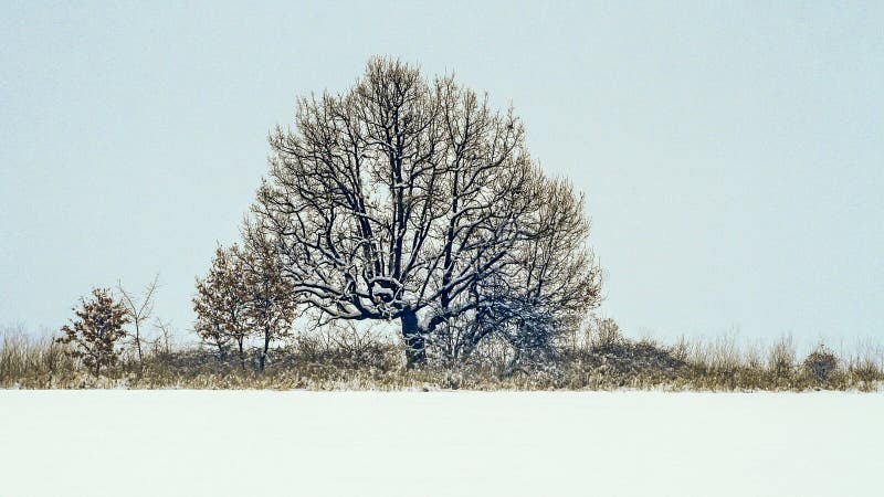 Paesaggio di tema della neve di inverno con una quercia antica potente ad un confine fotografia stock libera da diritti Paesaggio di tema della neve di inverno con una quercia antica potente ad un confine fotografia stock libera da diritti