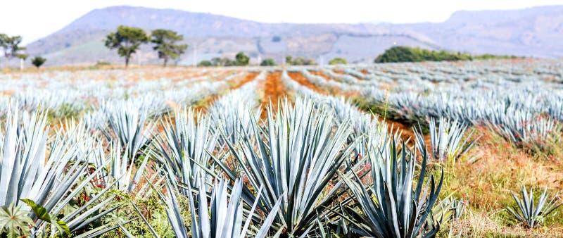 Paesaggio di tequila dell'agave immagine stock libera da diritti
