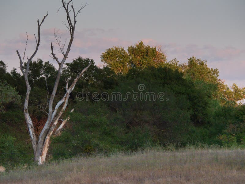 Paesaggio di un albero incandescente fotografia stock libera da diritti Paesaggio di un albero incandescente fotografia stock libera da diritti