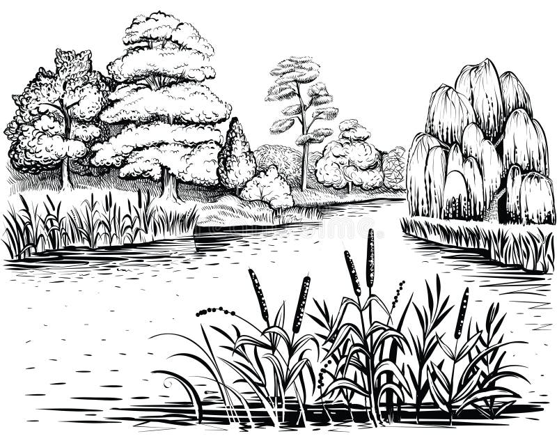 Paesaggio di vettore del fiume con gli alberi e le piante acquatiche, illustrazione disegnata a mano illustrazione di stock