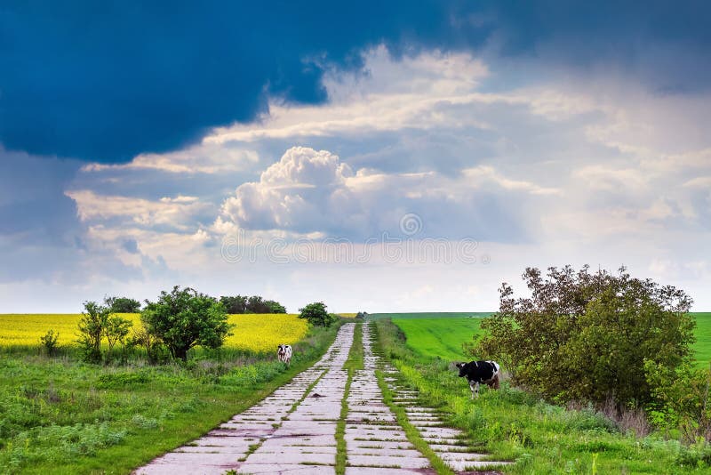 Paesaggio estivo rurale Le mucche pascolano sull'erba vicino alla strada_ immagine stock Paesaggio estivo rurale Le mucche pascolano sull'erba vicino alla strada_ immagine stock