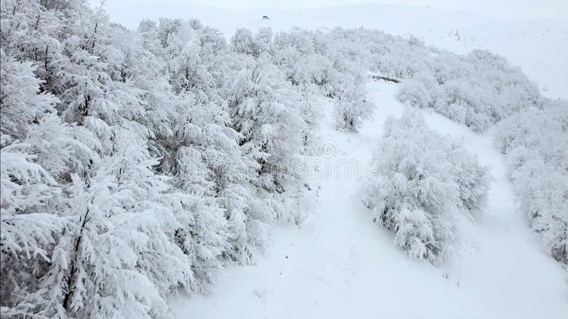 Paesaggio invernale di alberi bianchi in alto sulle montagne.