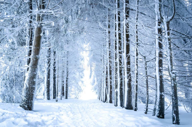 Paesaggio magico di inverno: percorso nella foresta nevosa