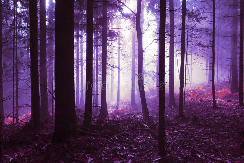 Paesaggio forestale nebbioso di viola rosa fotografia stock