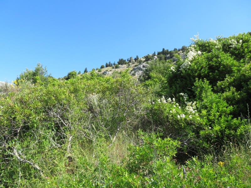 Paesaggio nel sud della croazia con molti cespugli su una dassia soleggiata. La dalmatia è una regione della croazia meridionale con un clima subtropicale. in estate il tempo è molto caldo ma il paesaggio in questa regione è fantastico se volete andare a fare una passeggiata. si possono vedere molte piante che sopravvivono anche se c'è solo meno acqua.