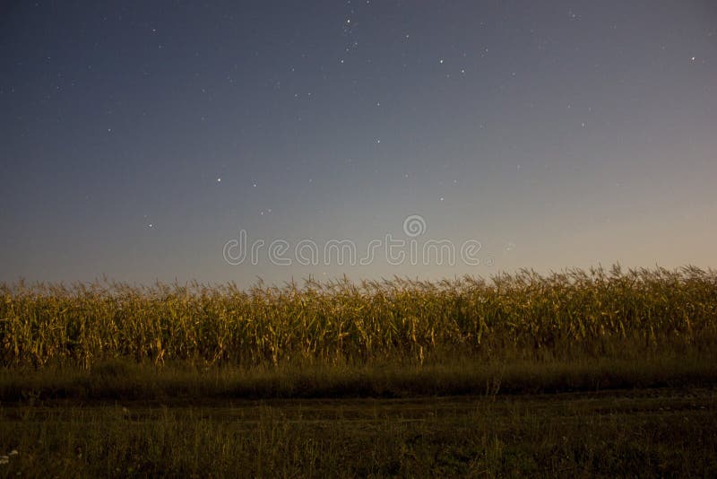 Paesaggio notturno di un campo di mais esposizione prolungata