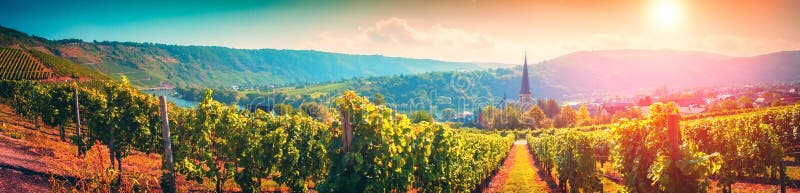 Paesaggio panoramico con le vigne di autunno Mosella, Germania fotografie stock Paesaggio panoramico con le vigne di autunno Mosella, Germania fotografie stock