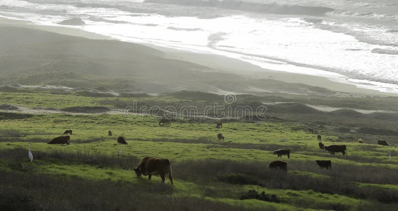 Paesaggio panoramico con una costa dell'oceano e un prato con le mucche nel pomeriggio nuvoloso fotografie stock Paesaggio panoramico con una costa dell'oceano e un prato con le mucche nel pomeriggio nuvoloso fotografie stock