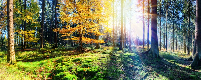 Paesaggio panoramico di autunno in backgrou soleggiato della natura di caduta della foresta