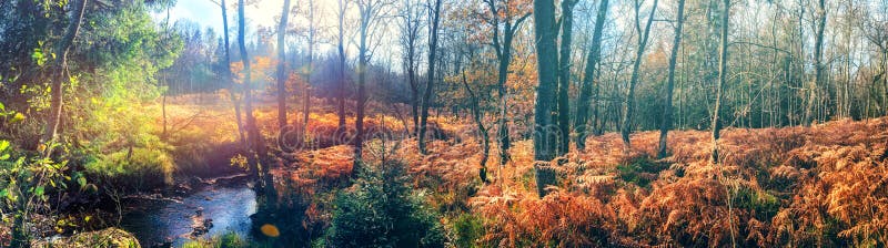 Paesaggio panoramico di autunno con la corrente della foresta