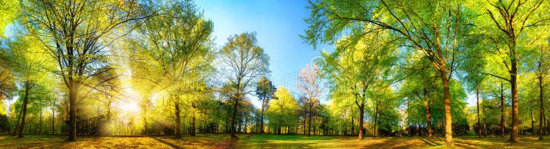 Paesaggio panoramico splendido della molla con gli alberi soleggiati