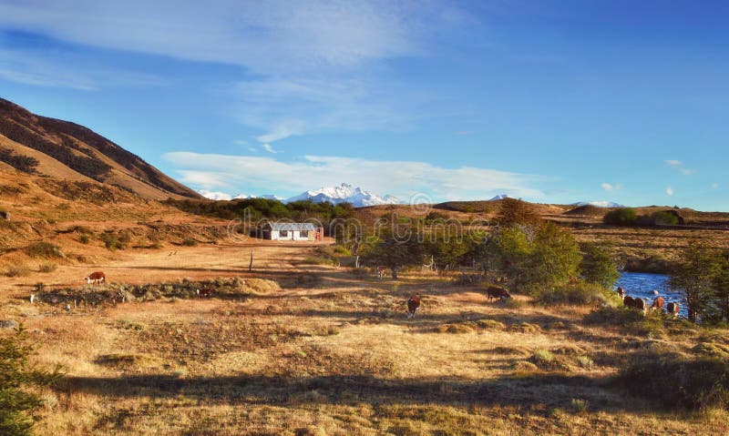 Paesaggio romantico di autunno nella Patagonia Argentina, Sudamerica Azienda agricola rustica del gaucho Mucche che pascono sull' fotografia stock libera da diritti Paesaggio romantico di autunno nella Patagonia Argentina, Sudamerica Azienda agricola rustica del gaucho Mucche che pascono sull' fotografia stock libera da diritti