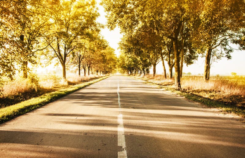 Paesaggio rurale di autunno con gli alberi della strada campestre e dell'oro avanti immagini stock libere da diritti