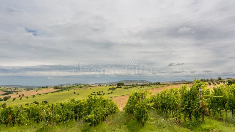 Paesaggio rurale di estate con i giacimenti del girasole ed i campi verde oliva vicino ad Oporto Recanati nella regione della Mar fotografia stock Paesaggio rurale di estate con i giacimenti del girasole ed i campi verde oliva vicino ad Oporto Recanati nella regione della Mar fotografia stock