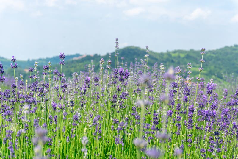 Paesaggio sbalorditivo con i giacimenti della lavanda in Italia immagine stock Paesaggio sbalorditivo con i giacimenti della lavanda in Italia immagine stock