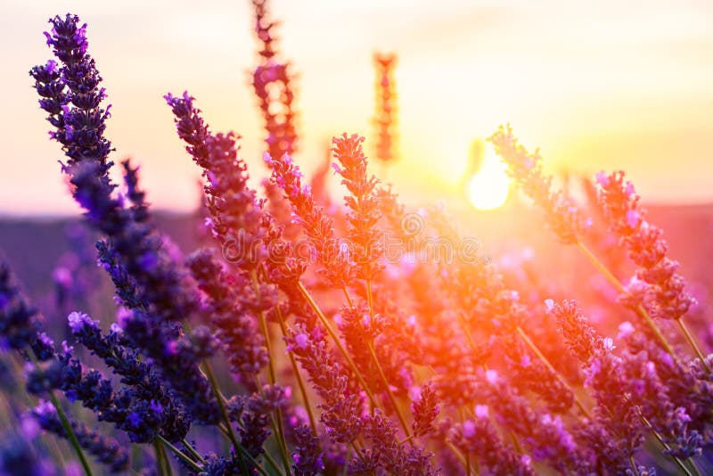 Paesaggio sbalorditivo con il giacimento della lavanda al tramonto fotografia stock Paesaggio sbalorditivo con il giacimento della lavanda al tramonto fotografia stock