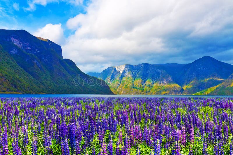 Paesaggio scenico dei fiordi in Norvegia